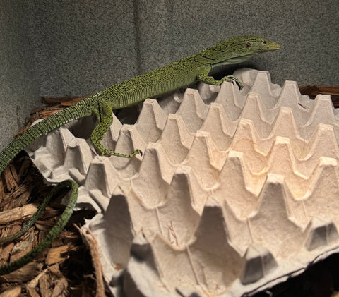 Biak Green Tree Monitor (Varanus kordensis) Pair 1.1