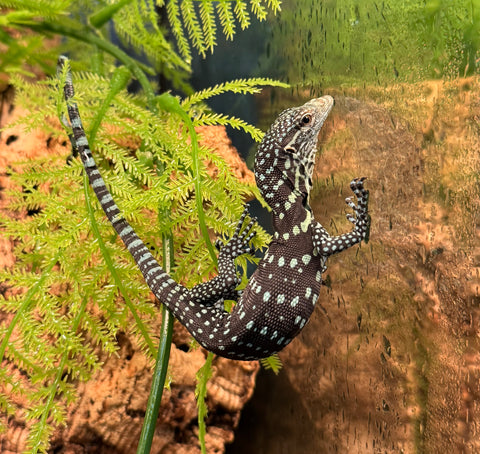 Baby Blue Tree Monitor (Varanus macraei) (BTM2)