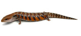 CBB Northern Blue Tongue Skinks