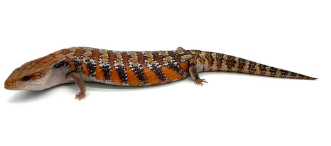 CBB Northern Blue Tongue Skinks