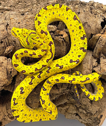 Yellow Biak Green Tree Python (BYGTP7)