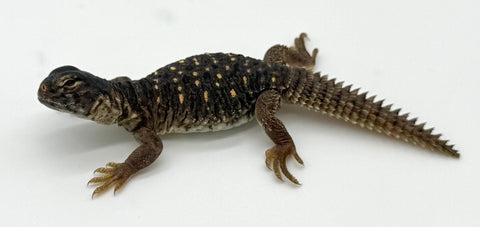C.B. Egyptian Uromastyx babies