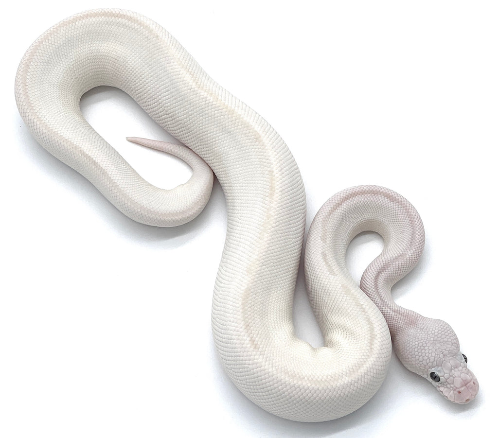 Ball Python Eyes