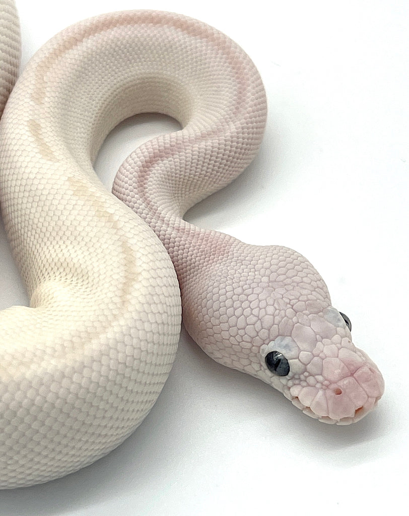 Blue Eye Leucistic Ball Python – Reptile Pets Direct