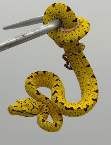 Biak Green Tree Python Yellow Baby (BGTPY10)
