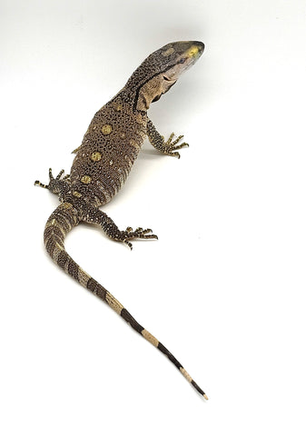 Black Throat Monitor Baby (BTB01)