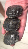 Black Pearl Red Ear Slider - Reptile Pets Direct