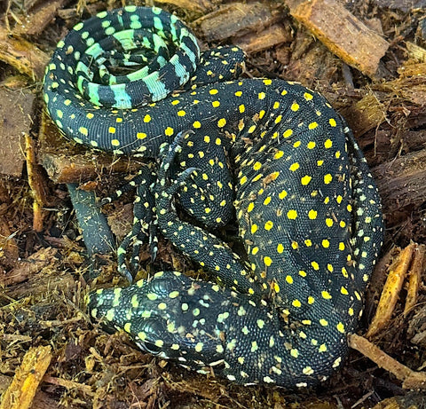 Baby blue tail monitor (BBTM01)