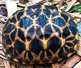 Burmese Star Tortoise (BS12) - Reptile Pets Direct