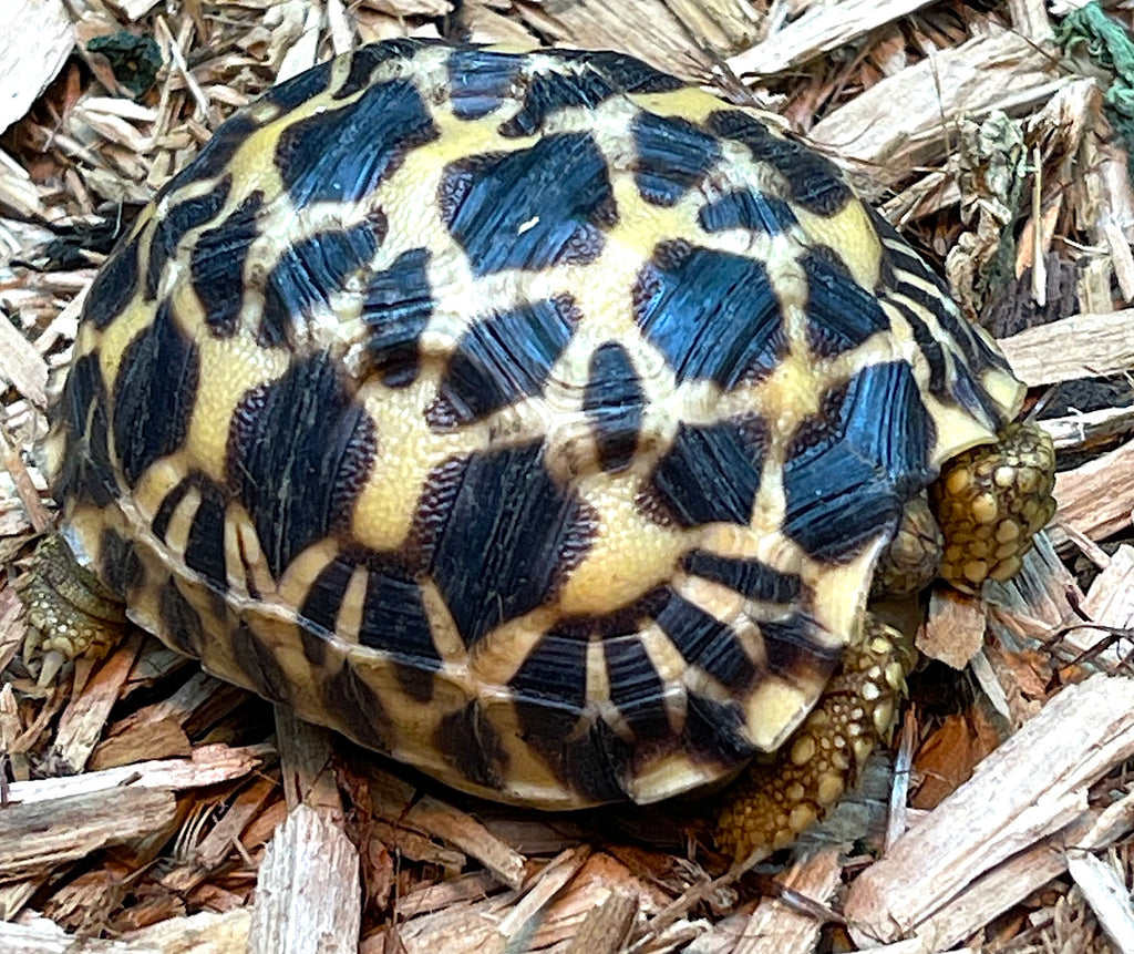 Burmese Star Tortoise (BS11) – Reptile Pets Direct