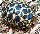 Burmese Star Tortoise (BS11) - Reptile Pets Direct