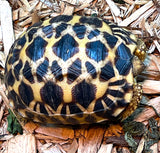 Burmese Star Tortoise (BS11) - Reptile Pets Direct