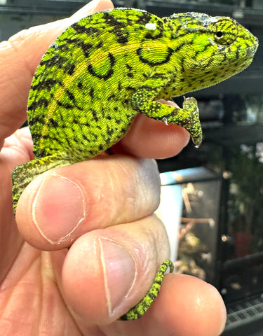 Carpet Chameleon Sub adult Female (CCF2)