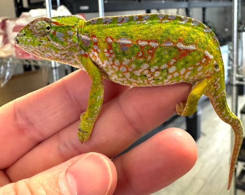 Carpet Chameleon Female (CCF4)