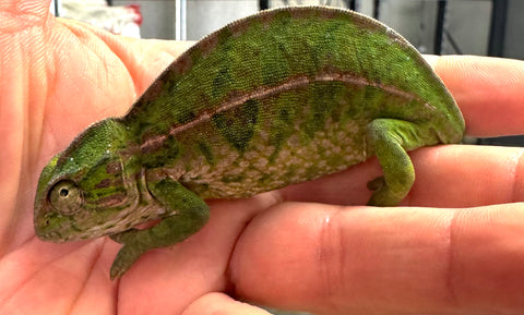 Carpet Chameleon Female (CCF6)