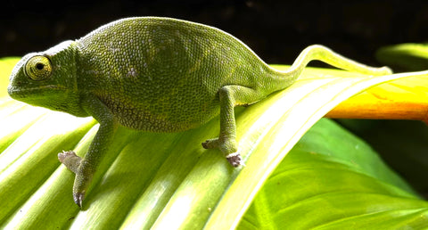 Canopy Chameleon Adult Female (CCF7)