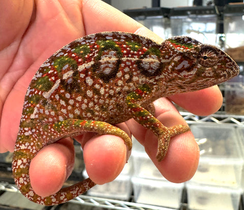 Carpet Chameleon Female (CCF9)