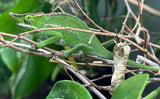 Canopy Chameleon (F. Willsi)