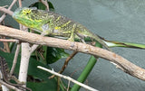 Canopy Chameleon (F. Willsi)