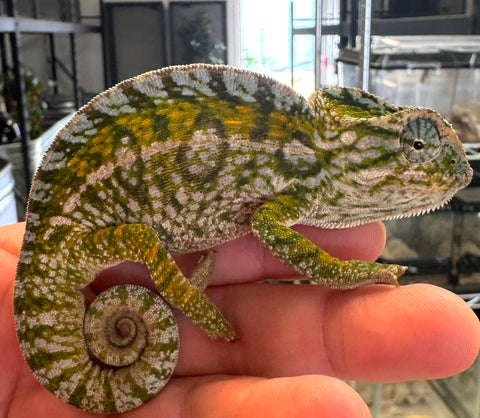 Carpet Chameleon Male (CCM11)