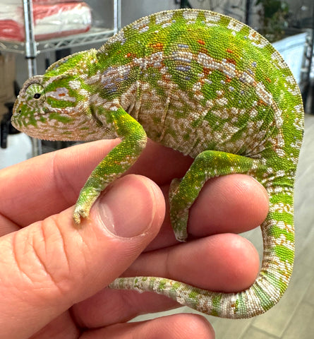 Carpet Chameleon Male (CCM2)