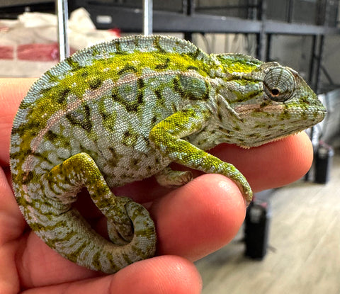 Carpet Chameleon Male (CCM3)