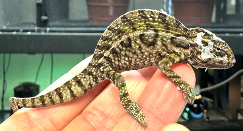 Carpet Chameleon Adult Male (CCM4)