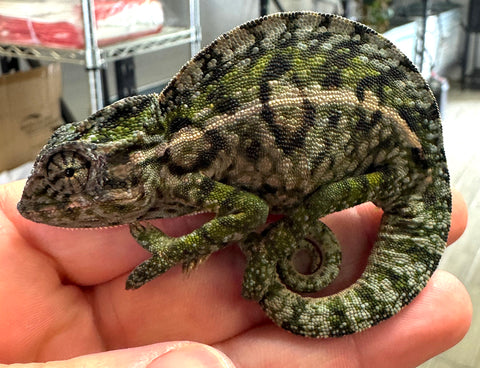 Carpet Chameleon Male (CCM5)