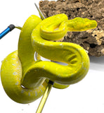 High Yellow Female Kofiau Island Green Tree Python