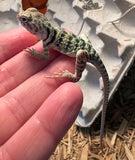 CB Baby Collard Lizard Blue Aqua Flame