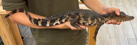 Cuviers Dwarf Caiman 17-22" (CDC6)