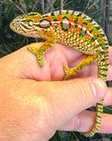 Carpet Chameleon (Furcifer lateralis)