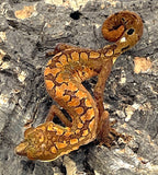 Malaysian Cat geckos (Aeluroscalabotes felinus) - Reptile Pets Direct