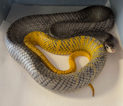 Yellow Tail Cribo Big 6' Female