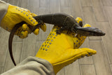 Dumeril's monitor 18" (Varanus dumerilii) (DM1)