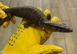Dumeril's monitor 18" (Varanus dumerilii) (DM1)