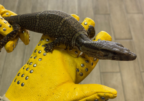 Dumeril's monitor 18" (Varanus dumerilii) (DM1)