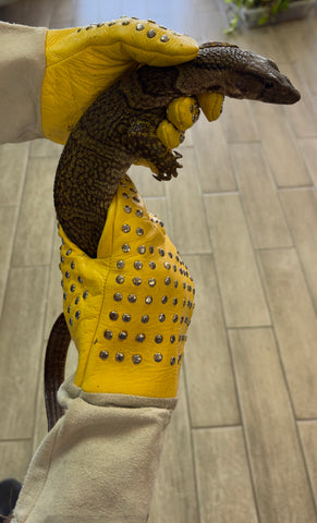Dumeril's monitor 22" (Varanus dumerilii) (DM2)