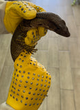 Dumeril's monitor 22" (Varanus dumerilii) (DM2)