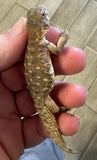 CB Egyptian Uromastyx Baby (EB1)