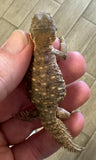 CB Egyptian Uromastyx Baby (EB1)
