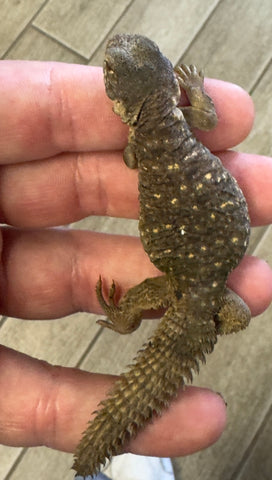 CB Egyptian Uromastyx Baby (EB2)