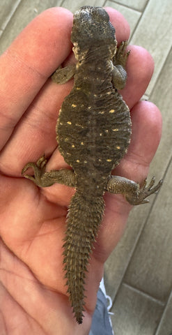 CB Egyptian Uromastyx Baby (EB3)