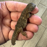 CB Egyptian Uromastyx Baby (EB4)