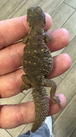 CB Egyptian Uromastyx Baby (EB4)