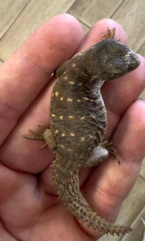 CB Egyptian Uromastyx Baby (EB5)