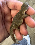 CB Egyptian Uromastyx Baby (EB6)
