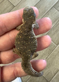 CB Egyptian Uromastyx Baby (EB6)