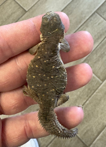 CB Egyptian Uromastyx Baby (EB6)