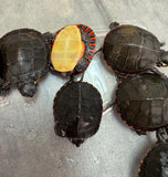 Eastern Painted Turtle